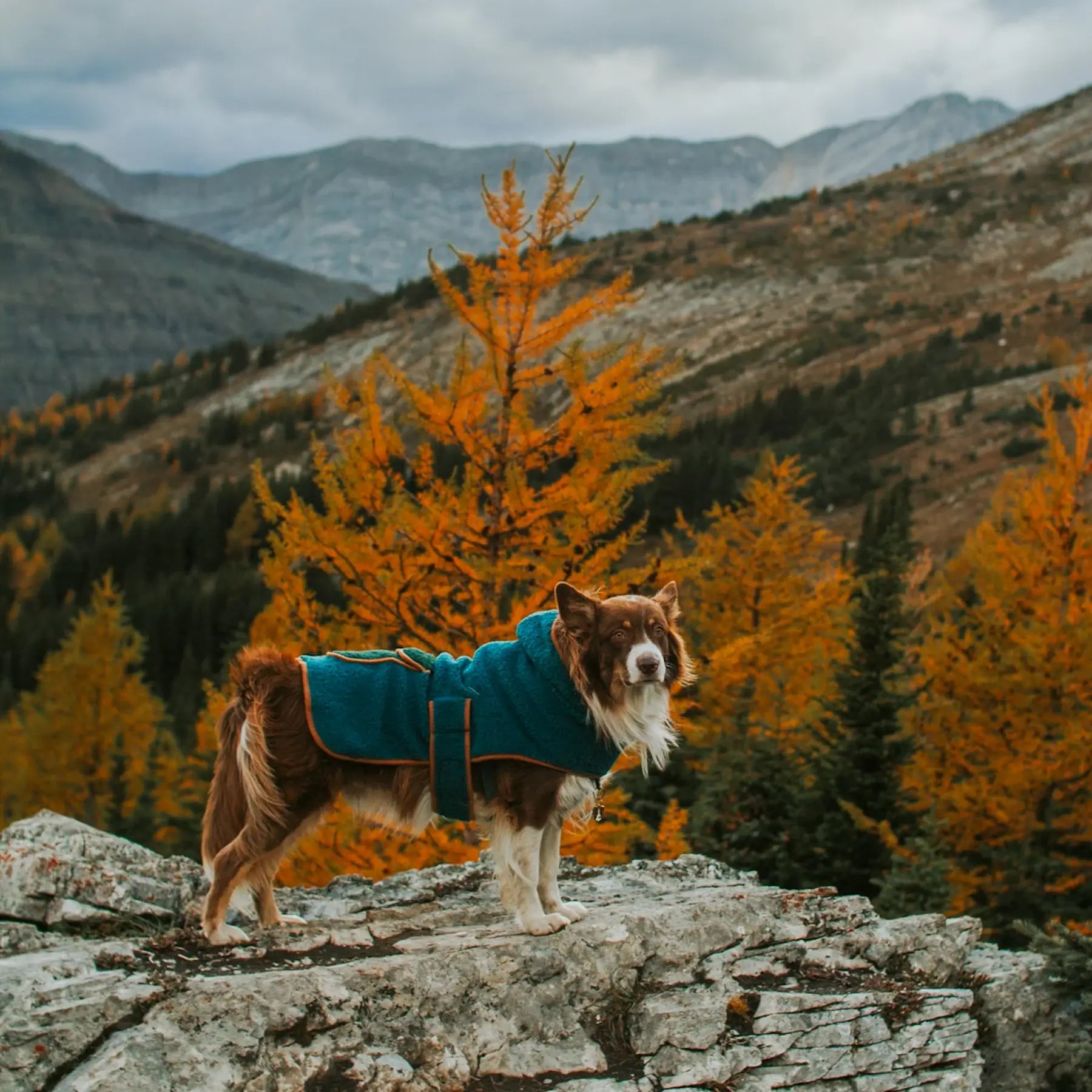 fleece dog jacket blue winter dog coat