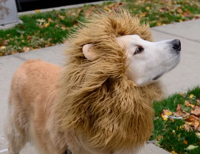 Adjustable lion mane costume for dogs, perfect for dressing up your pet in a fun and playful lion look