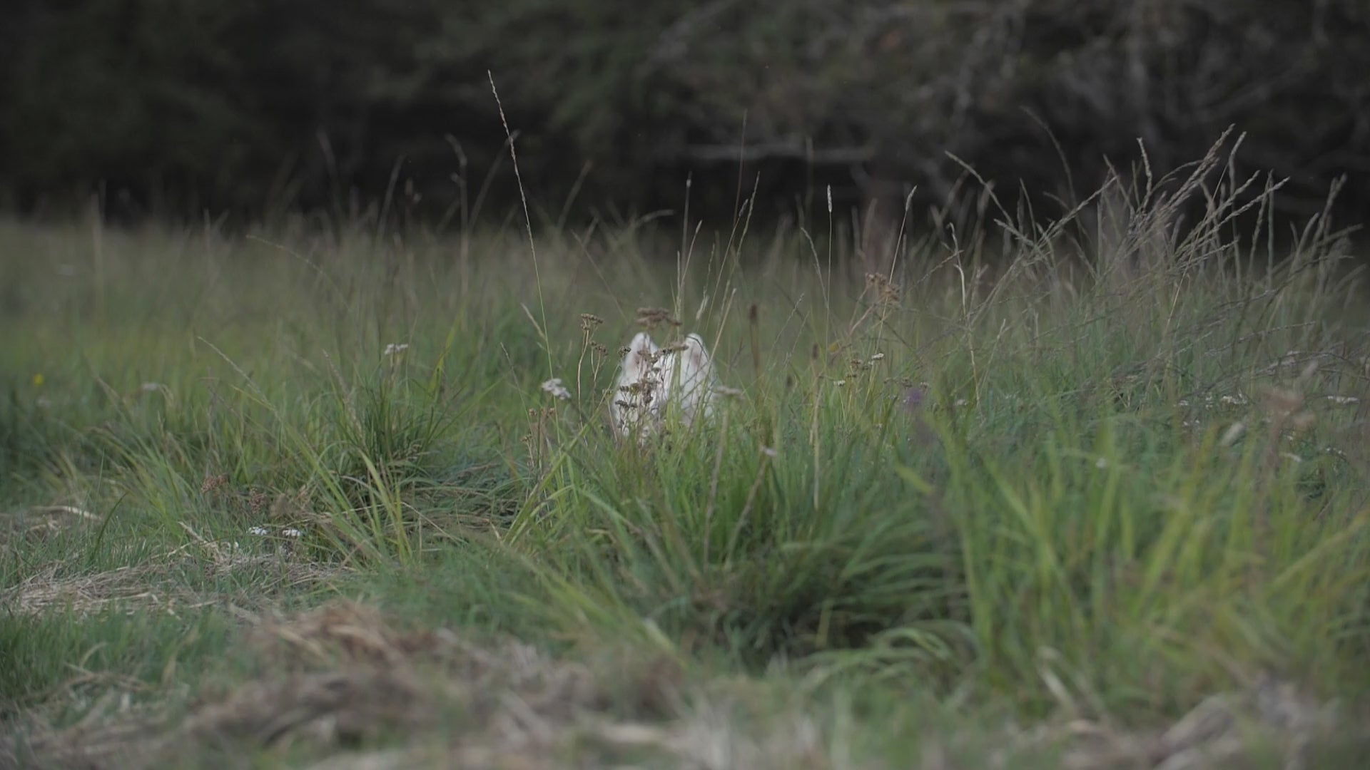 Dog running through grass